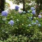 ゴールデンウイークに関するお知らせ